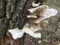 Sárga gévagomba (Laetiporus sulphureus), Vértes. Előző évről megmaradt termőtest, barnakorhasztott fűzfán